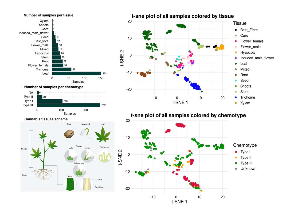 Cannabis Expression Atlas: a comprehensive resource for integrative analysis of Cannabis sativa L. gene expression.
Cannabis Expression Atlas: bit.ly/43pj6VV  

Read more bit.ly/4jfMvaU