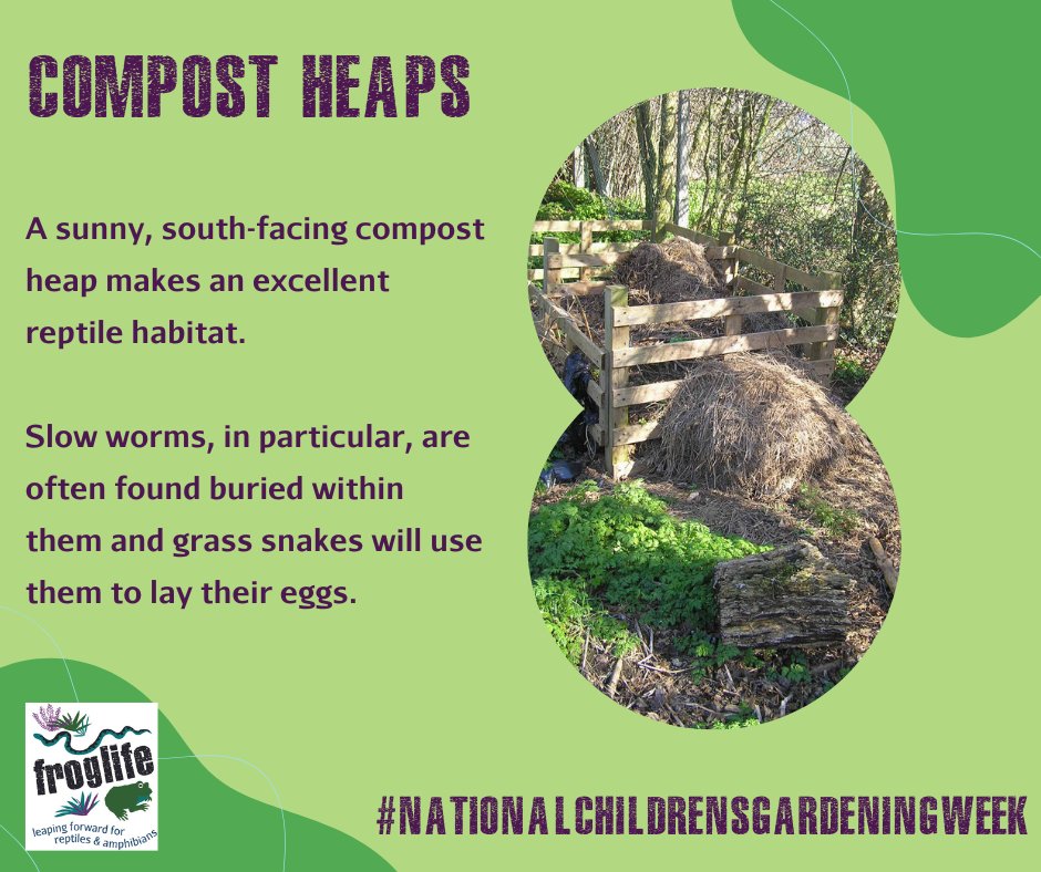 froglifers's tweet photo. 🌿 It's #NationalChildrensGardeningWeek!
Want to help wildlife thrive? Add a compost heap to your garden — it's a perfect hideaway for #SlowWorms, #GrassSnakes, and other #reptiles. 🐍💚
Find out how to create a wildlife haven 👉 https://t.co/okCLE9G6vS https://t.co/KT9q3TB4F6