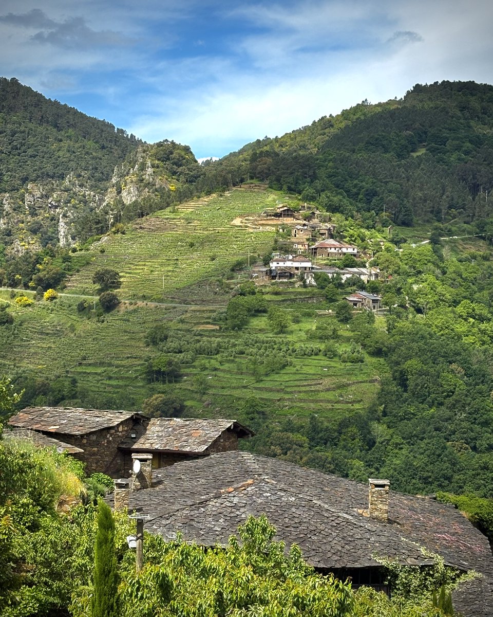 A primavera esperta os sentidos na Ribeira Sacra. As cepas volven cobrar vida e comezan a agromar os primeiros acios.