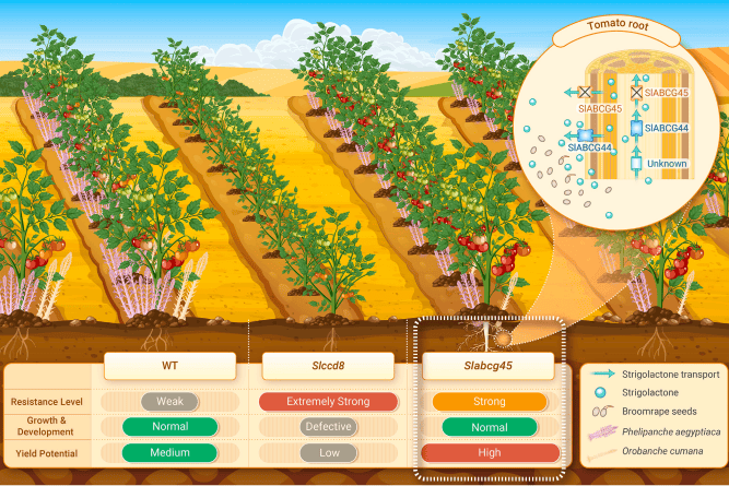 International Parasitic Plant Society (@plantsparasitic) on Twitter photo Updated: "From Haustorium 87: Strigolactone transporter gene editing results in parasitic weed resistance in sorghum and tomato. The parasitic weed problem solved?" by IPPS Admin
Preview: Jiayang Shi et al., 2025.…
Source: parasiticplants.org/b/JfZ
#parasiticplants Updated: "From Haustorium 87: Strigolactone transporter gene editing results in parasitic weed resistance in sorghum and tomato. The parasitic weed problem solved?" by IPPS Admin
Preview: Jiayang Shi et al., 2025.…
Source: parasiticplants.org/b/JfZ
#parasiticplants