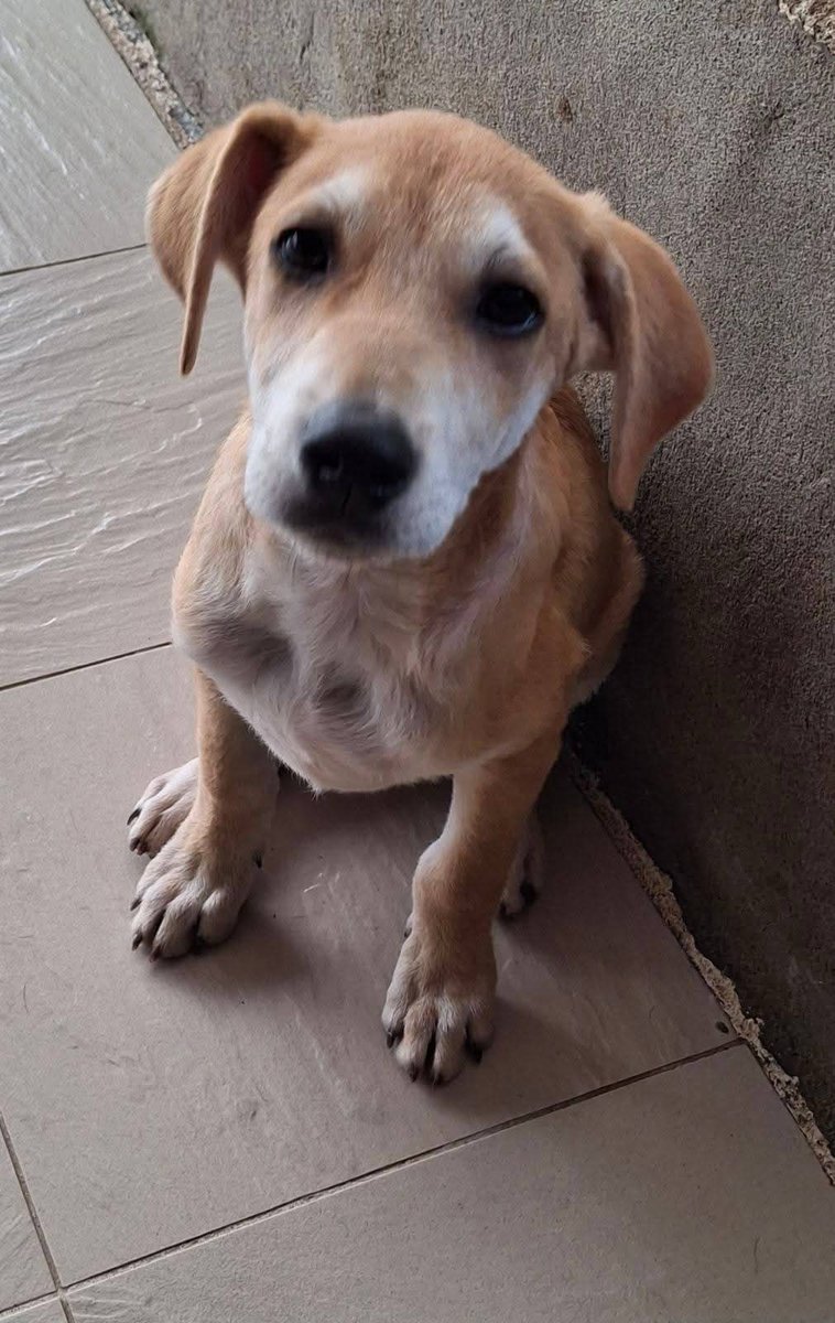 SPCA Fiji Islands _ Official (@prevention_to) on Twitter photo Good evening guys! Check out our 4 beautiful doggies all ready for adoption, ready for a family, ready for ❤️. Please email us if you are looking for a new addition to your home spcafijireception@gmail.com and our team will guide you through the process. Please share #teamfiii 🙏 Good evening guys! Check out our 4 beautiful doggies all ready for adoption, ready for a family, ready for ❤️. Please email us if you are looking for a new addition to your home spcafijireception@gmail.com and our team will guide you through the process. Please share #teamfiii 🙏