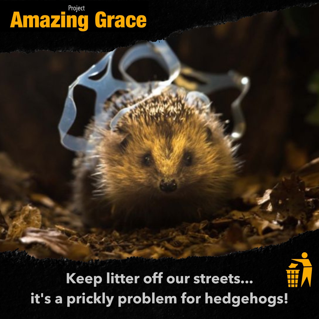 Hedgehog Hazards – Litter 🦔🍃
Hedgehogs, like all wildlife, face danger from human waste. Litter poses a significant threat as hedgehogs can get trapped - their spines prevent them from escaping. Always take a stuck hedgehog to a rescue.
gracethehedgehog.co.uk/about-hedgehog…