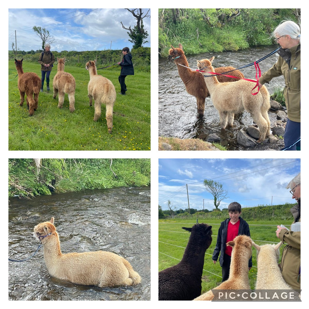 KilwAcad SSR tweet media