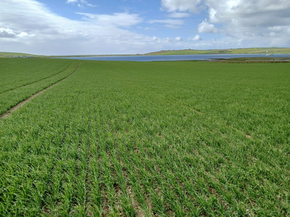 Well there's worst places to be doing  #agronomy in week 1 of the new role.

#Orkney
