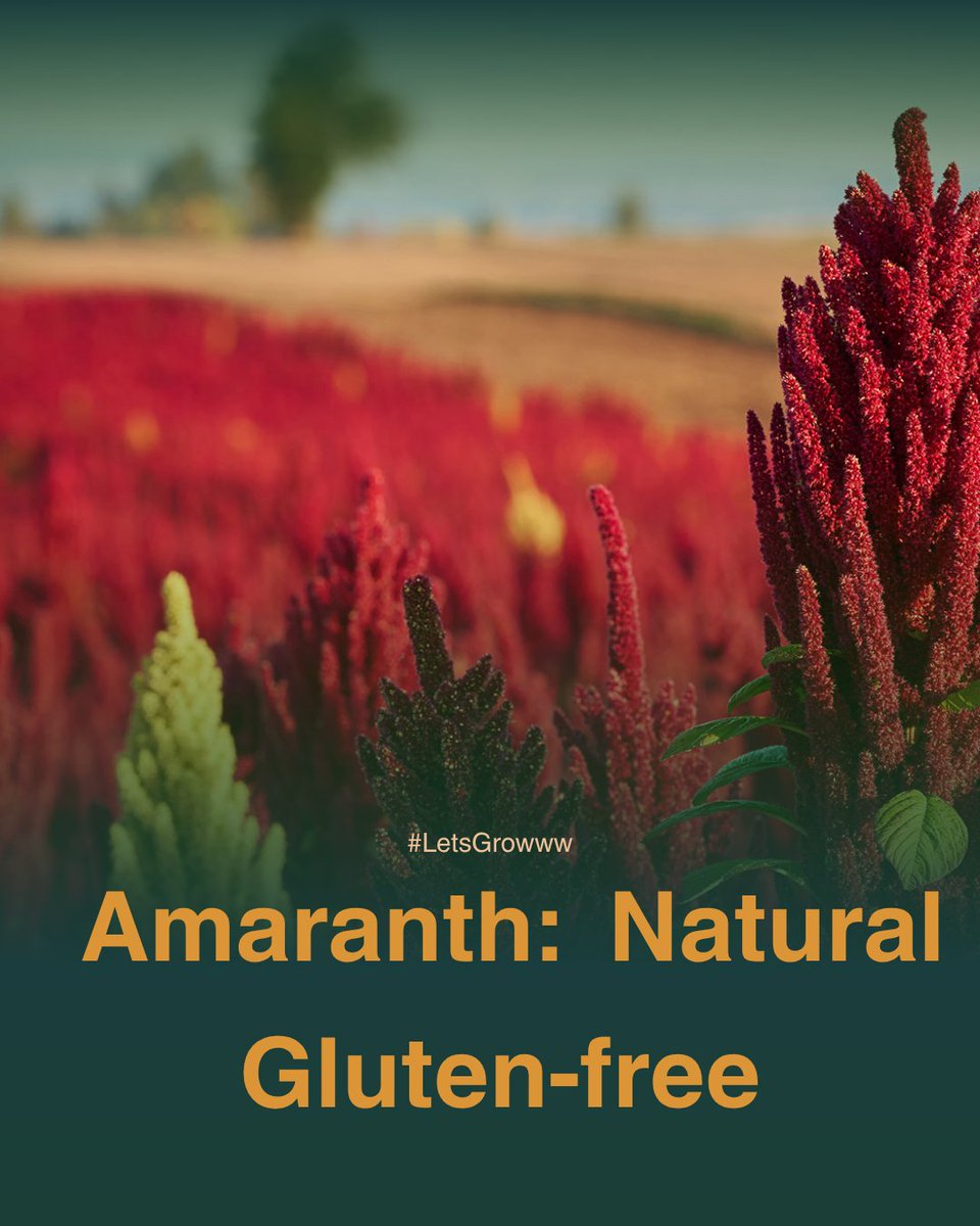 🌱 Amaranth, known as "bayam" in Indonesia, is a nutritional powerhouse! This ancient, naturally gluten-free pseudocereal is beloved in Indonesian cuisine for its protein, fiber, iron, and magnesium. 

 #Amaranth #KnowYourFood