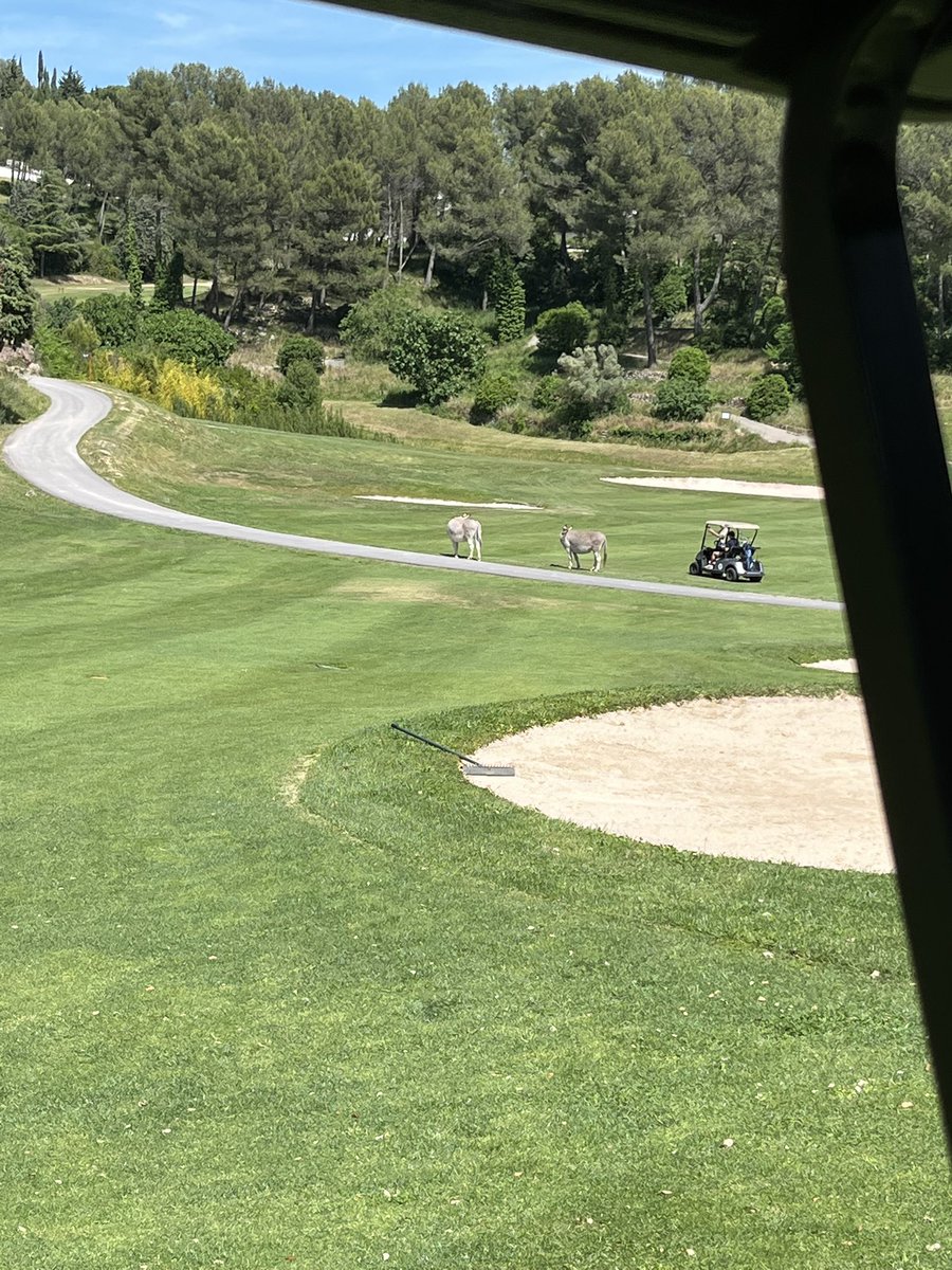 JeffHost19's tweet photo. Donkey sighting before I could sniff my first birdie #tiger #masters https://t.co/4FfA2fRnOG