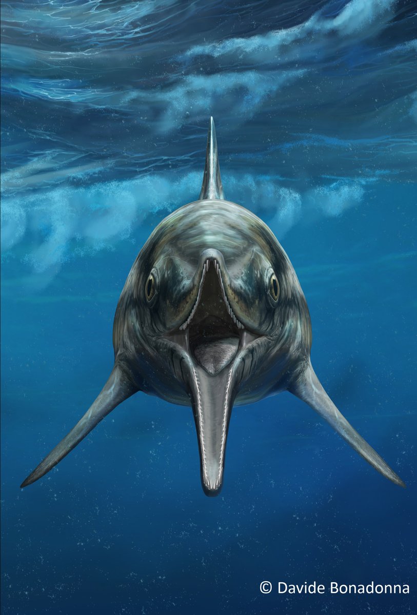 The PalAss (@thepalass) on Twitter photo Fossilized gut contents of the largest predatory ichthyosaur from the Lower Jurassic of Germany: hunting, digestive taphonomy & prey preferences in a macropredator doi.org/10.1002/spp2.7… <a href="/UNIMORE_univ/">UNIMORE</a> <a href="/Feikosaur/">Feiko Miedema</a> <a href="/LauerFoundation/">Lauer Foundation for Paleontology, Science and Edu</a> <a href="/wileyearthspace/">Wiley Earth and Space Science</a> Fossilized gut contents of the largest predatory ichthyosaur from the Lower Jurassic of Germany: hunting, digestive taphonomy & prey preferences in a macropredator doi.org/10.1002/spp2.7… <a href="/UNIMORE_univ/">UNIMORE</a> <a href="/Feikosaur/">Feiko Miedema</a> <a href="/LauerFoundation/">Lauer Foundation for Paleontology, Science and Edu</a> <a href="/wileyearthspace/">Wiley Earth and Space Science</a>