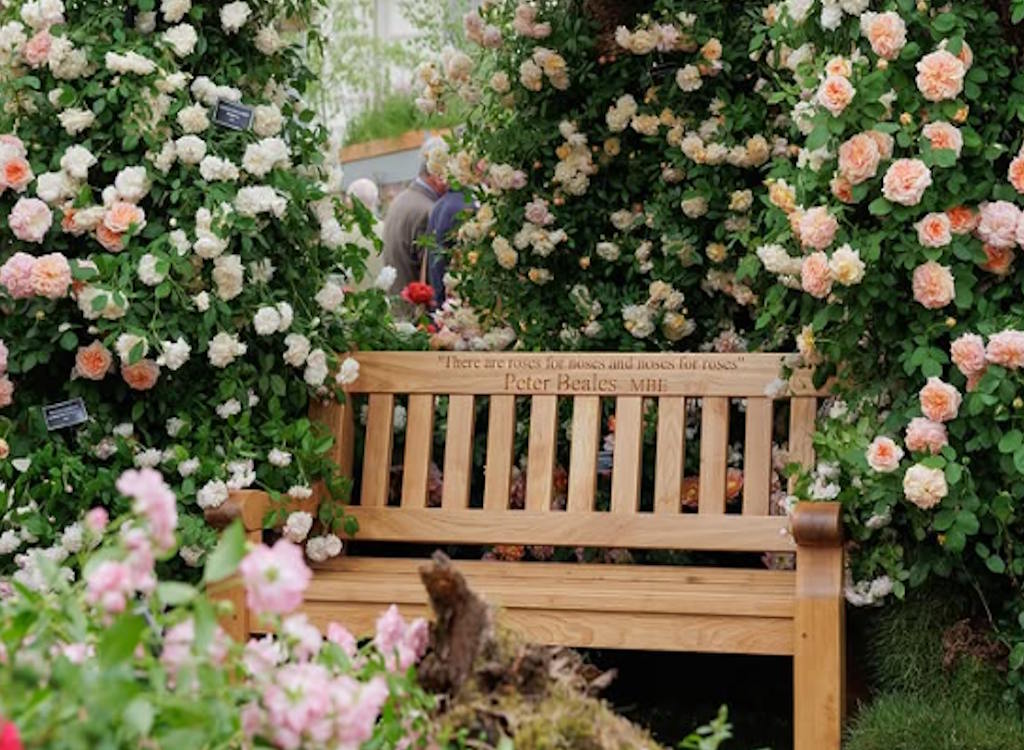 .<a href="/PeterBealesRose/">Peter Beales Roses</a> collected a 30th gold medal at <a href="/TheRHSChelsea/">RHS Chelsea Flower Show</a> and launched a new rose called Ashton Wold.

Read more 👉bit.ly/43hyHbr

🌹#roses #chelseaflowershow2025 #GardeningX