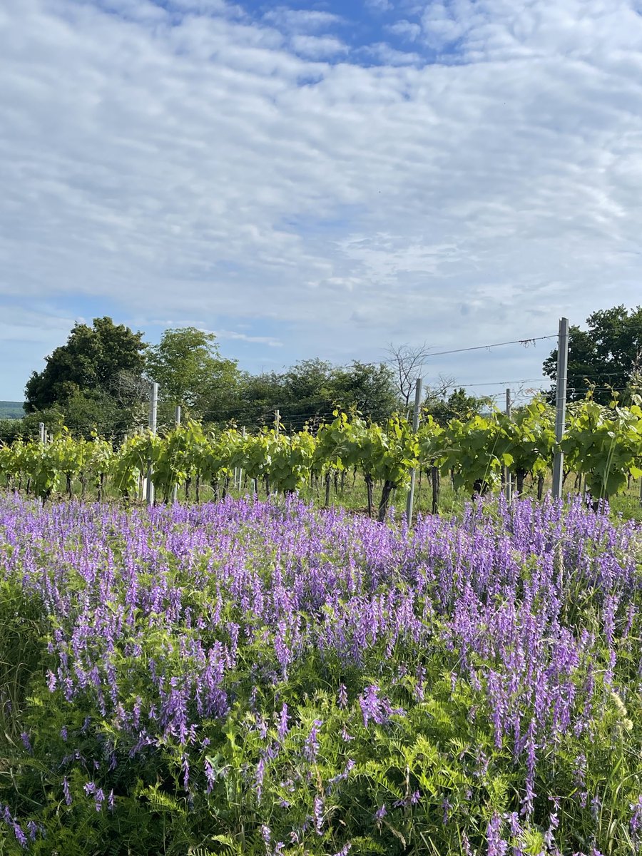 RoniasGarden's tweet image. Unterwegs in den Weingärten…..🍇

#walkies