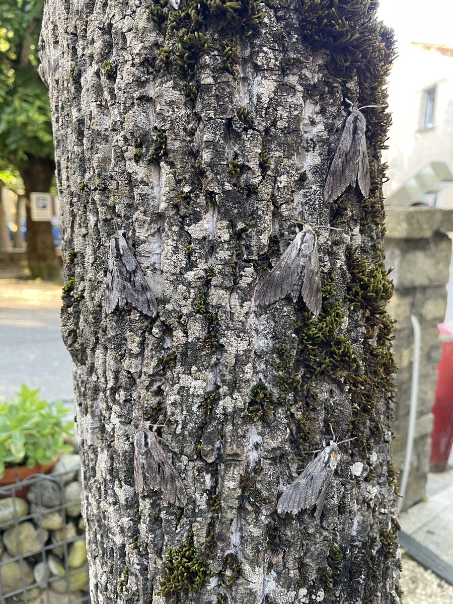 James Lowen (@jlowenwildlife) on Twitter photo moth breakfast to start a day of #wildlifetravelling in the Vercors, France. Happy ā¦<a href="/travel_wildlife/">Wildlife Travel</a>ā© clients - with a lovely day walk to come. ā¦<a href="/sarah_lambert7/">Sarah Lambert</a>ā© moth breakfast to start a day of #wildlifetravelling in the Vercors, France. Happy ā¦<a href="/travel_wildlife/">Wildlife Travel</a>ā© clients - with a lovely day walk to come. ā¦<a href="/sarah_lambert7/">Sarah Lambert</a>ā©