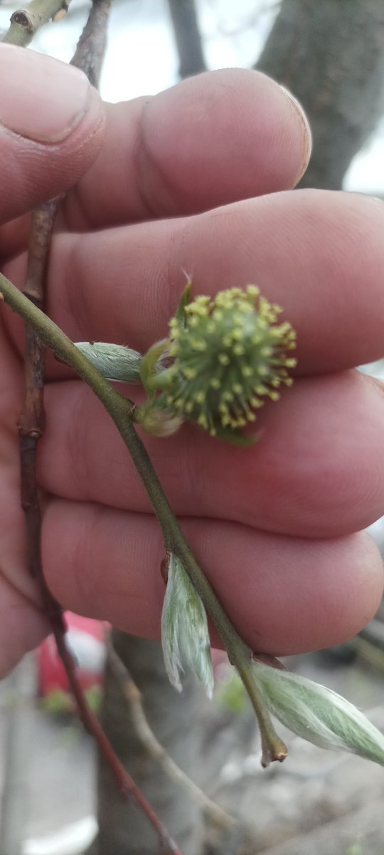 Распускается по немного.