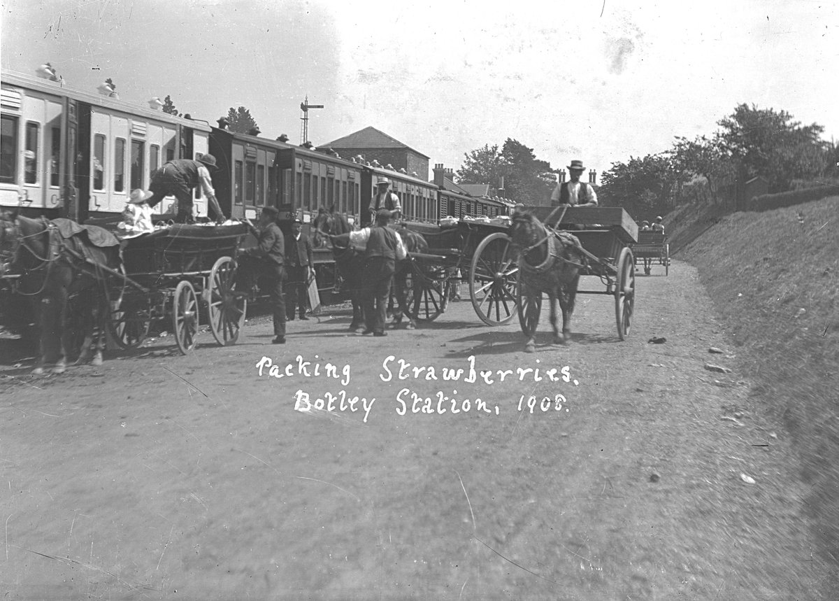 Strawberries used to be sent from Hampshire to London and elsewhere by train. Shown here are strawberries being loaded onto a train at #Botley Station in 1908 (59A01/65, courtesy of Botley, Curdridge and Durley History Society) #EYATravel #Railway200 #hampshirearchives