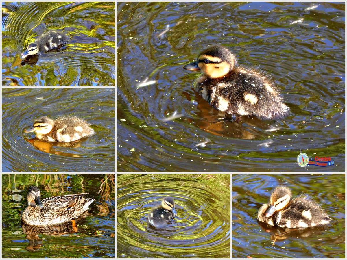 happen naar #muggen, maar er één #vangen is nog een hele #kunst - #moeder #eend kijkt geduldig toe 😊 #Den_Helder #vogels #eenden #birds #duck #natuur #nature #naturephotografie