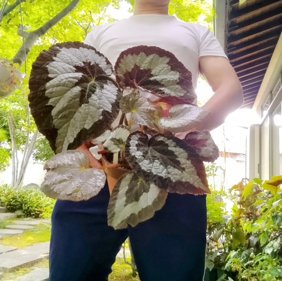 begonia_ysd's tweet photo. #ベゴニアレックス（アッサム産）
#Begoniarex （Assam,India）

発見は1851年、命名は1857年。インドからドイツに輸入された蘭の株に偶然挟まっていたという大型の根茎種。rex＝王の名にふさわしい風格を持つ。
のちにインドから東アジア大陸部に分布することが分かり産地によって個性が異なる。 https://t.co/Kq29RTFzEz