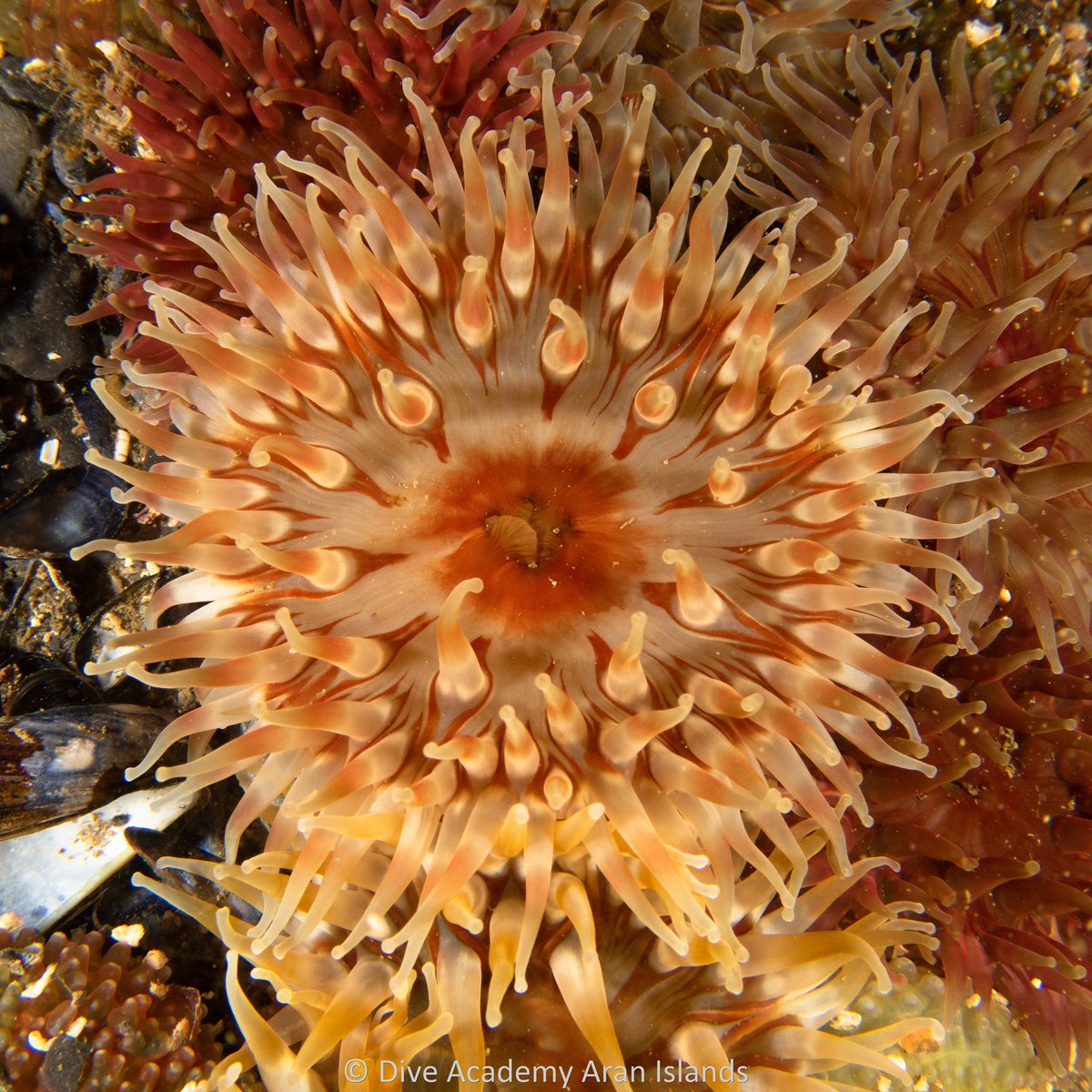 DiveAran tweet media