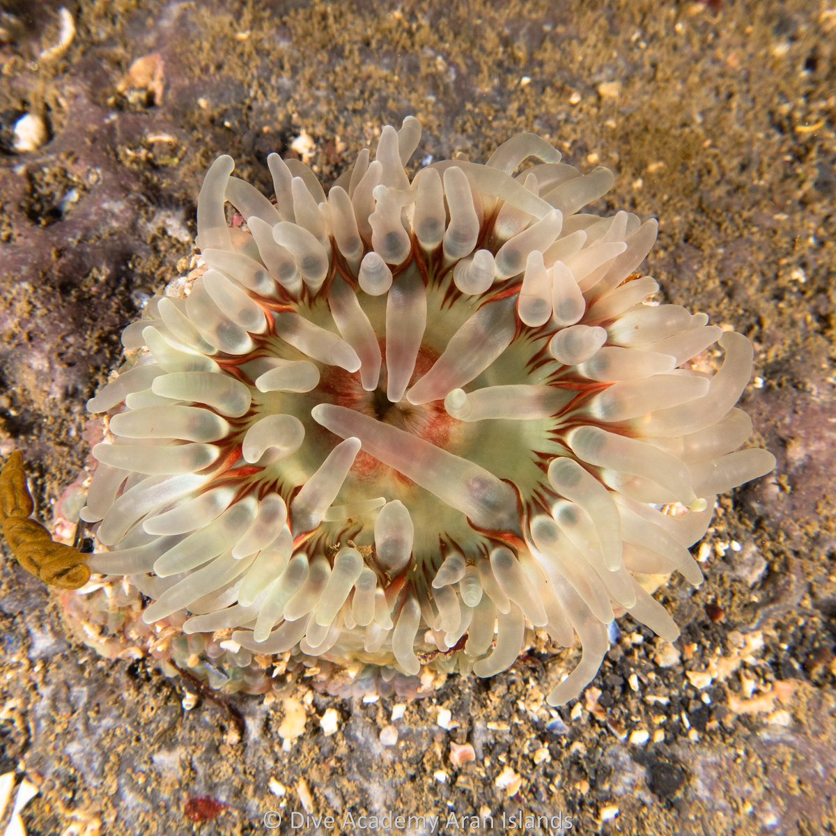 DiveAran tweet media