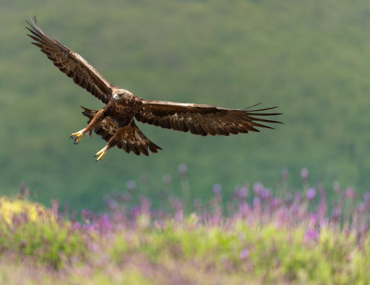 La reina de los cielos 

Águila real en la sierra de Guadarrama.
Todo un espectáculo y más con el campo así!