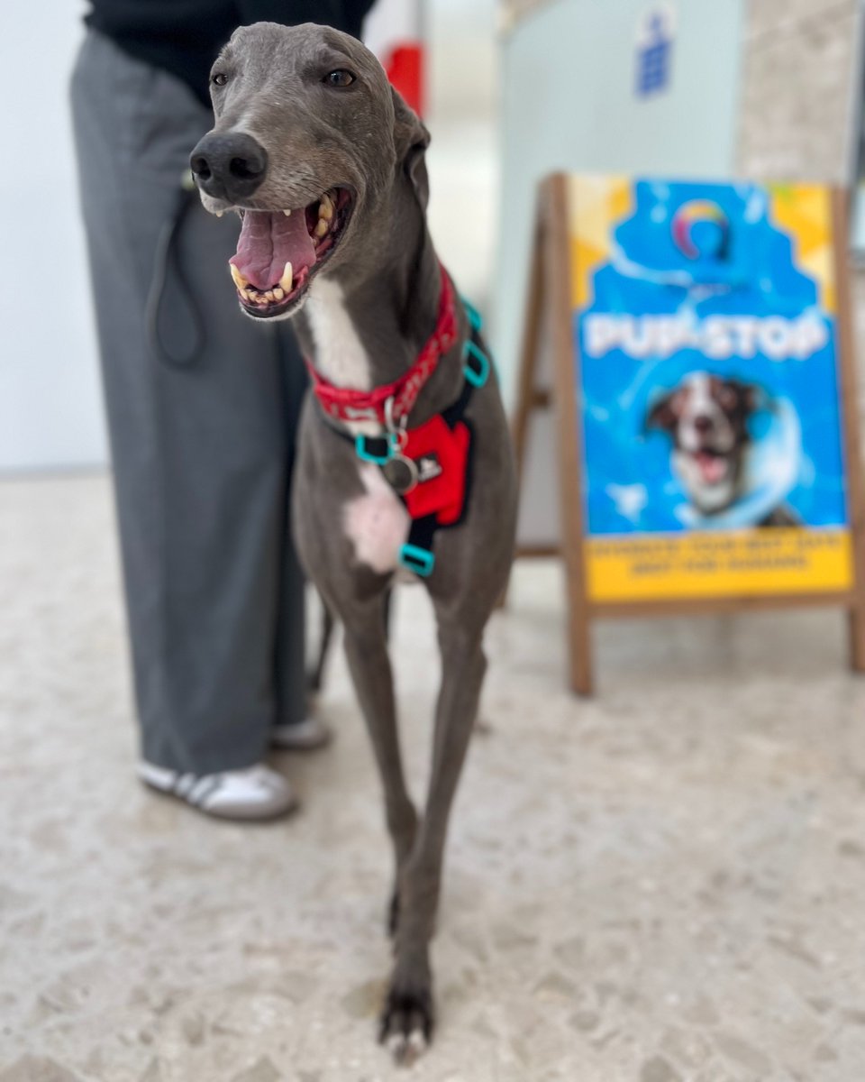 Heading into town this Half Term? 🤩

Bring the whole family... including the dog! Whether you’re passing through the city centre or shopping for some paw-some treats in our stores, stop off for a refreshment for your canine companion!