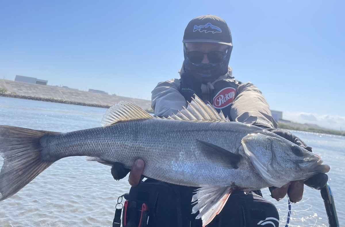 american_show39's tweet photo. 5月28日 昼練
TOTTYの鱗付けに開始1投目🎣
偶然会った釣友に自分の釣りを客観的に見たいので撮影を頼んだら,まさかの1投目で🤭トータル9本🐟
#TOTTY #ロンジン
#アイアンマービー75 #エバーグリーン
#宮城シーバス #七北田川河口
#釣り好きは基本仲間 https://t.co/9mrrQp4Nv0
