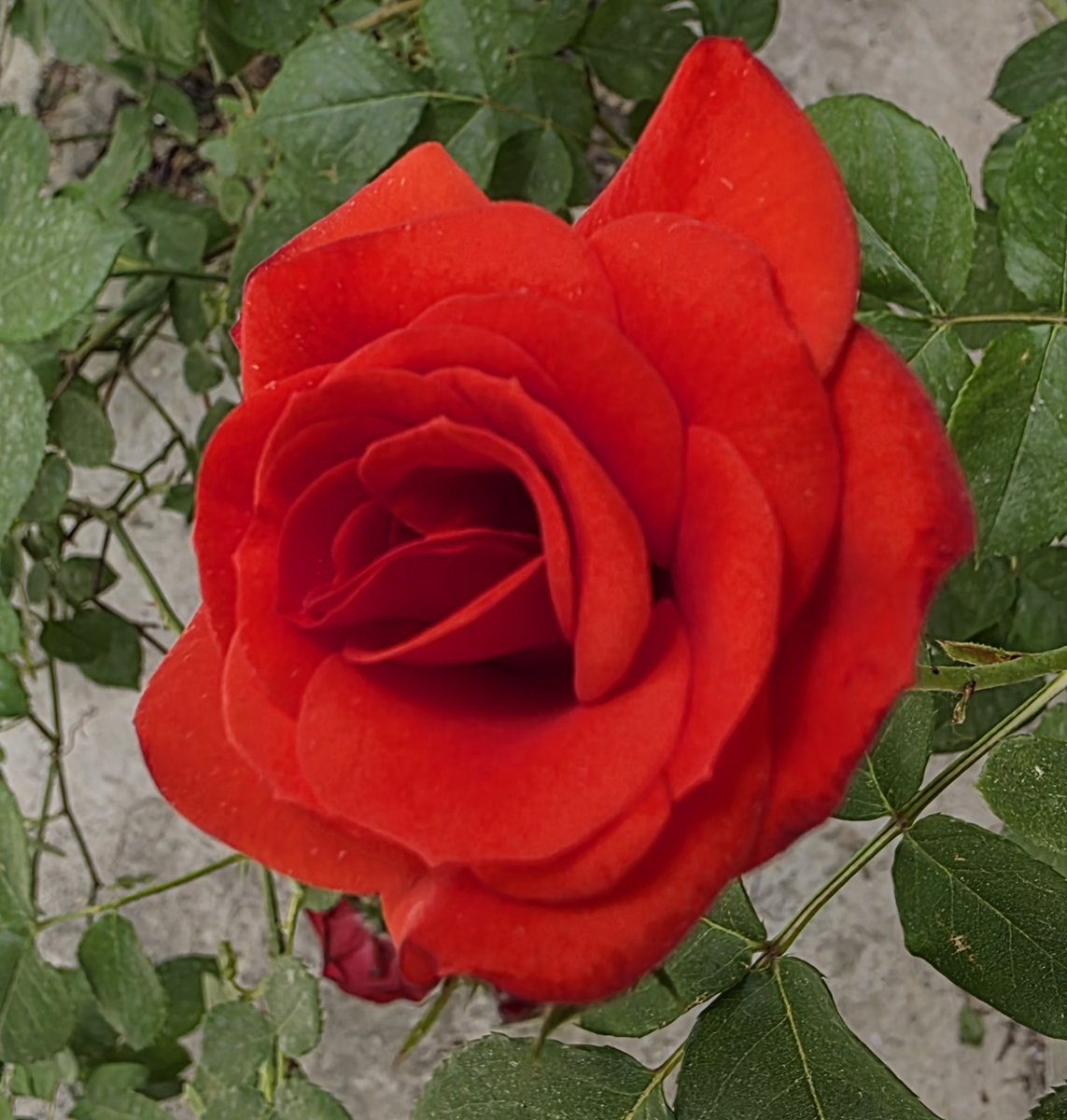 AliRFereidunian's tweet photo. #گلنگاری
#رزنگاری
#flowergraphy
#rosegraphy https://t.co/WH9TOx2L29
