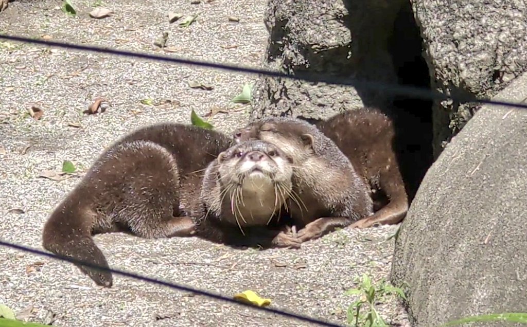 KaoriYuzukkey's tweet photo. 那須どうぶつ王国から
上野動物園に来てくれた
コツメカワウソたち🦦💕

昨日から公開になり
会ってきました😆✨

お手々繋いでいたり
仲良しでかわいい🥰

#世界カワウソの日 https://t.co/g4B6Z8z9fY