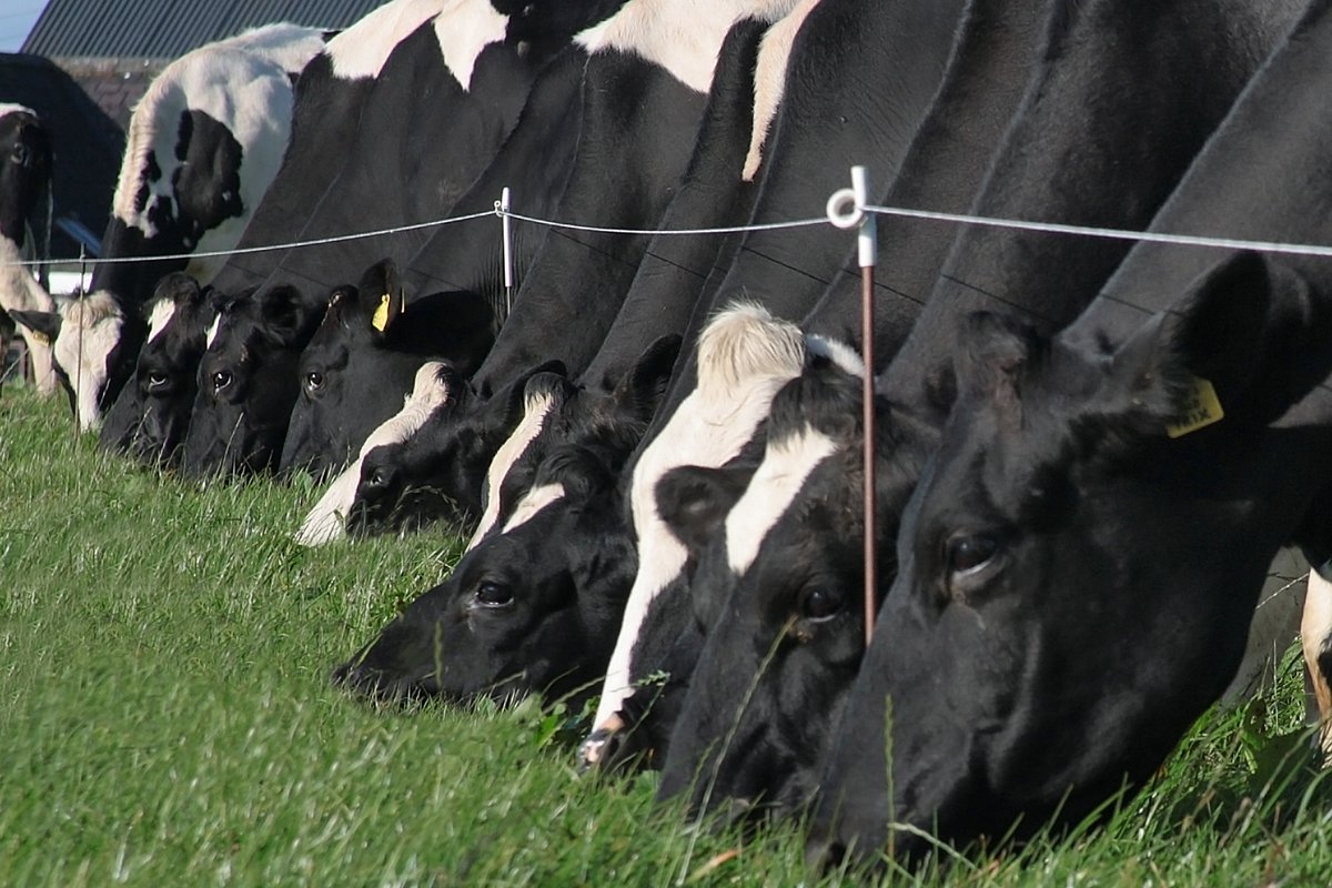 DAERA (@daera_ni) on Twitter photo DAERA Minister <a href="/AndrewMuirNI/">Andrew Muir MLA</a> is advising herd keepers that from 1 June 2025 Bovine Viral Diarrhoea (BVD) herd restrictions are being introduced for herds, with animals over 30 days old that haven’t been tested for BVD. More info: daera-ni.gov.uk/news/bovine-vi… DAERA Minister <a href="/AndrewMuirNI/">Andrew Muir MLA</a> is advising herd keepers that from 1 June 2025 Bovine Viral Diarrhoea (BVD) herd restrictions are being introduced for herds, with animals over 30 days old that haven’t been tested for BVD. More info: daera-ni.gov.uk/news/bovine-vi…