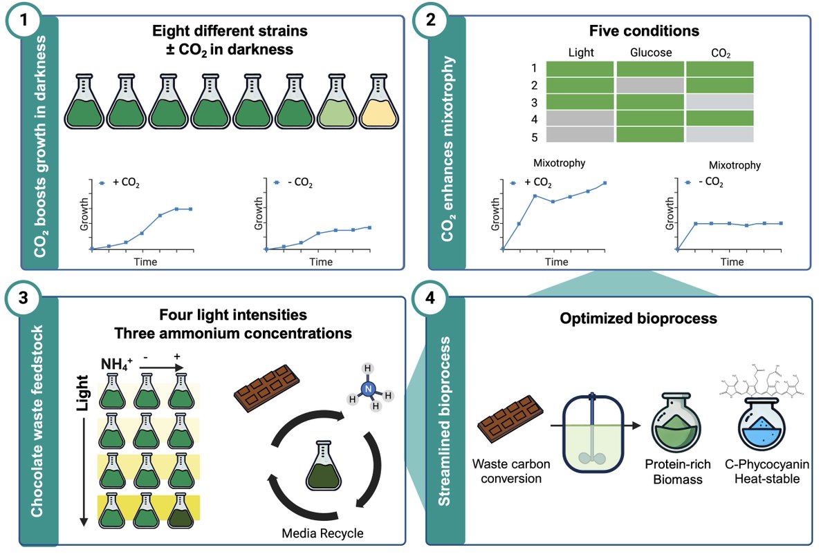 Kyle J. Lauersen (@kylelauersen) on Twitter photo New #preprint. CO2 stimulates Galdieria to eat organic carbon, even in the dark. Stable isotope applied to algal biotech & 🍫chocolate conversion to algal biomass 🦠 1st auth <a href="/MLPMasson/">Mauricio LPM</a>, <a href="/Barbara_C_F/">Bárbara Freitas</a> <a href="/MikeD_Fox/">Mike Fox</a> <a href="/kaust_corelabs/">KAUST Core Labs</a> <a href="/KAUST_BESE/">KAUST BESE</a> <a href="/ASU_AzCATI/">AzCATI</a> biorxiv.org/content/10.110… New #preprint. CO2 stimulates Galdieria to eat organic carbon, even in the dark. Stable isotope applied to algal biotech & 🍫chocolate conversion to algal biomass 🦠 1st auth <a href="/MLPMasson/">Mauricio LPM</a>, <a href="/Barbara_C_F/">Bárbara Freitas</a> <a href="/MikeD_Fox/">Mike Fox</a> <a href="/kaust_corelabs/">KAUST Core Labs</a> <a href="/KAUST_BESE/">KAUST BESE</a> <a href="/ASU_AzCATI/">AzCATI</a> biorxiv.org/content/10.110…