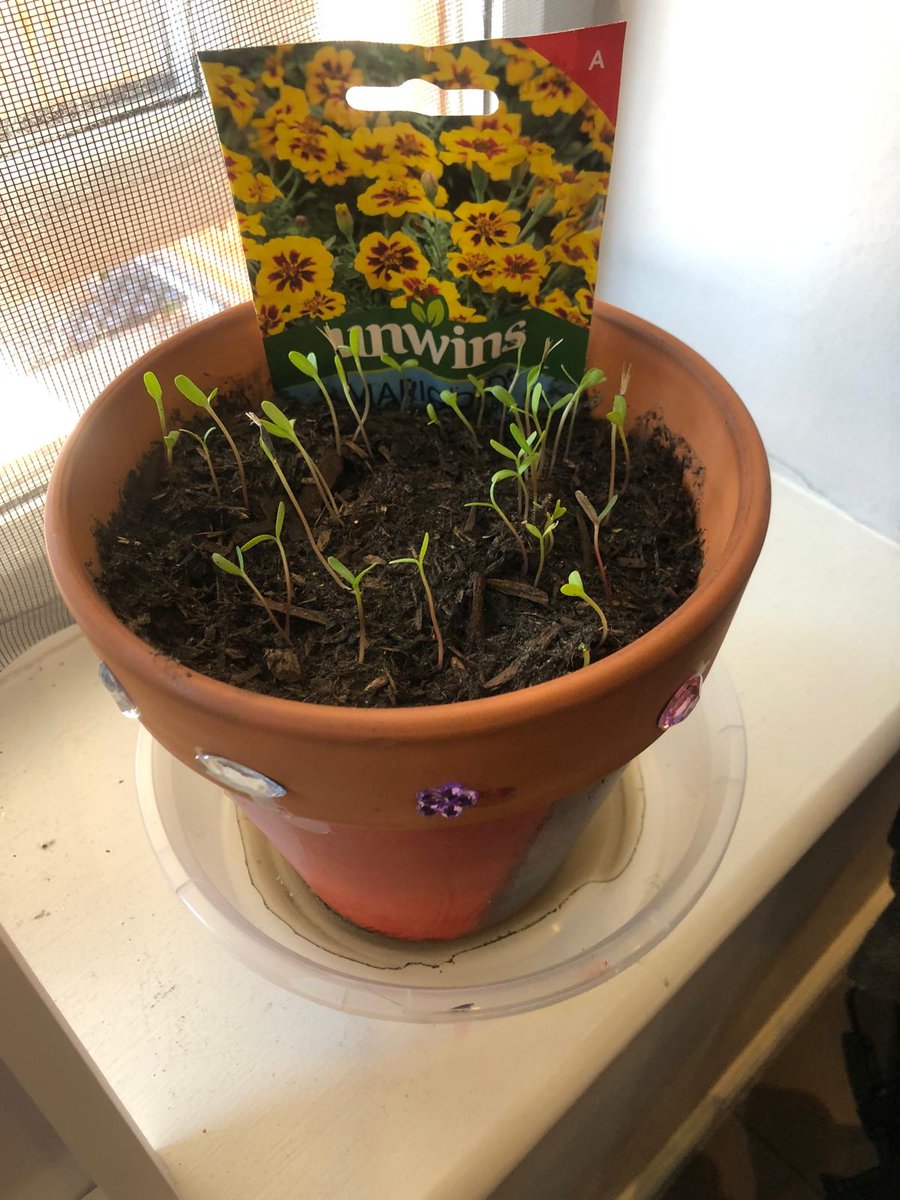 Our client, J, and Sarah have been enjoying some lovely spring-themed sessions! 🌸

#AssistiveTech #assistivedevice #springtime #speechtherapy #speechtherapyfun #assistivetechnology @thinksmartbox