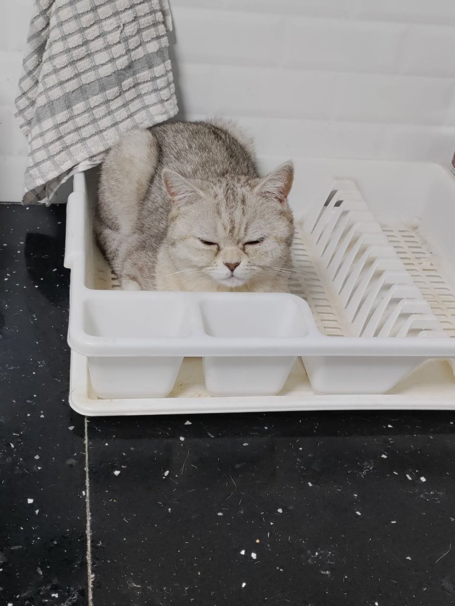 sigalitmt's tweet image. אני רוצה להמליץ על סיגלית שמטפלת בי ושאר החתולים בבית בצורה מושלמת שכדאי לכם מאד לקחת אותה לעשות קטסיטינג אצלכם😍חוויה ממש ממליצה לכם
פשוט תתקשרו ותקבעו 0544808247