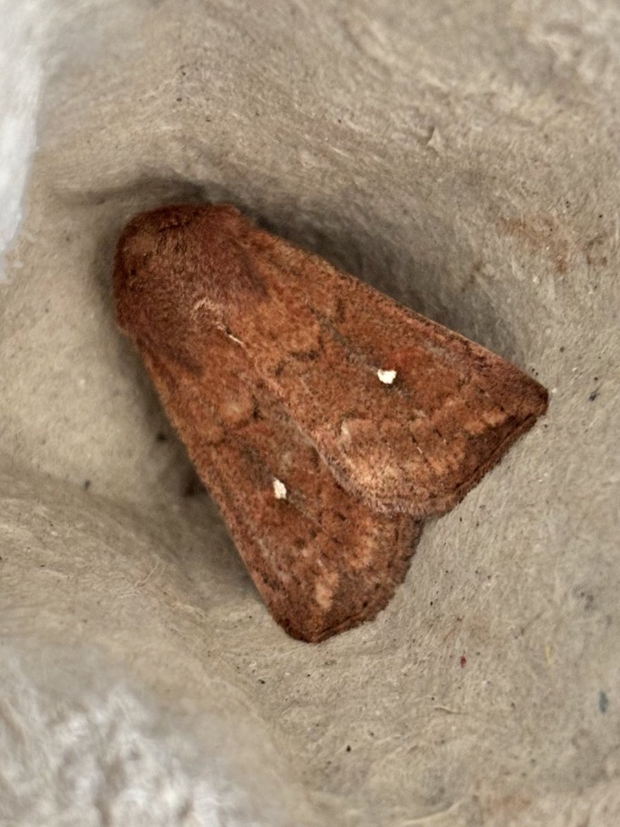 juliet_turner6's tweet photo. Moth trapping for @OxfordBiology @FSCSlaptonLey, and today we got a couple of species that are new to me!
Left: The White-Point Moth/ Mythimna albipuncta (a recent colonist of the UK, only established since 2000)
Right: Yellow-barred Brindle/ Acasis viretata
#moths #insectID https://t.co/8AvsLKzg3p