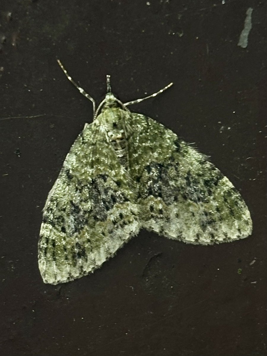 Juliet Turner (@juliet_turner6) on Twitter photo Moth trapping for <a href="/OxfordBiology/">Oxford Biology</a> <a href="/FSCSlaptonLey/">FSC Slapton Ley</a>, and today we got a couple of species that are new to me!
Left: The White-Point Moth/ Mythimna albipuncta (a recent colonist of the UK, only established since 2000)
Right: Yellow-barred Brindle/ Acasis viretata
#moths #insectID Moth trapping for <a href="/OxfordBiology/">Oxford Biology</a> <a href="/FSCSlaptonLey/">FSC Slapton Ley</a>, and today we got a couple of species that are new to me!
Left: The White-Point Moth/ Mythimna albipuncta (a recent colonist of the UK, only established since 2000)
Right: Yellow-barred Brindle/ Acasis viretata
#moths #insectID