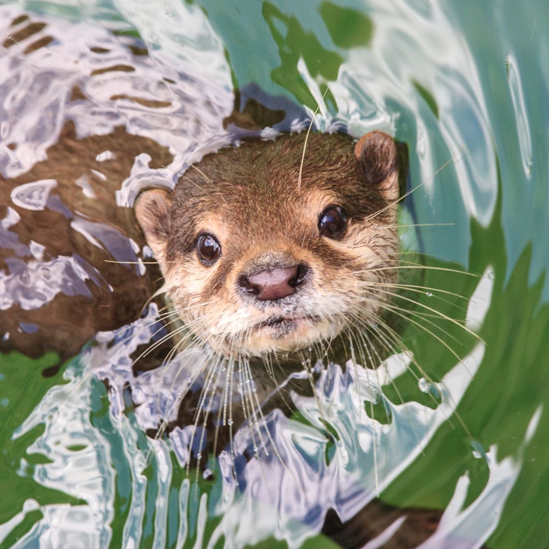 🦦爱牵手手睡觉的海獭，也是顶级贝类杀手； 🦦勤于洗脸洗手的水獭，长年在新加坡上演家族火拼。 水獭亚科包括13个物种，这些宝宝们普遍自带反差萌🐾🌿  它们对水质和栖息地要求很高，这也使其在全球范围内濒危或生存受威胁。 #世界水獭日，我们一起关注#, image size:1080x1080