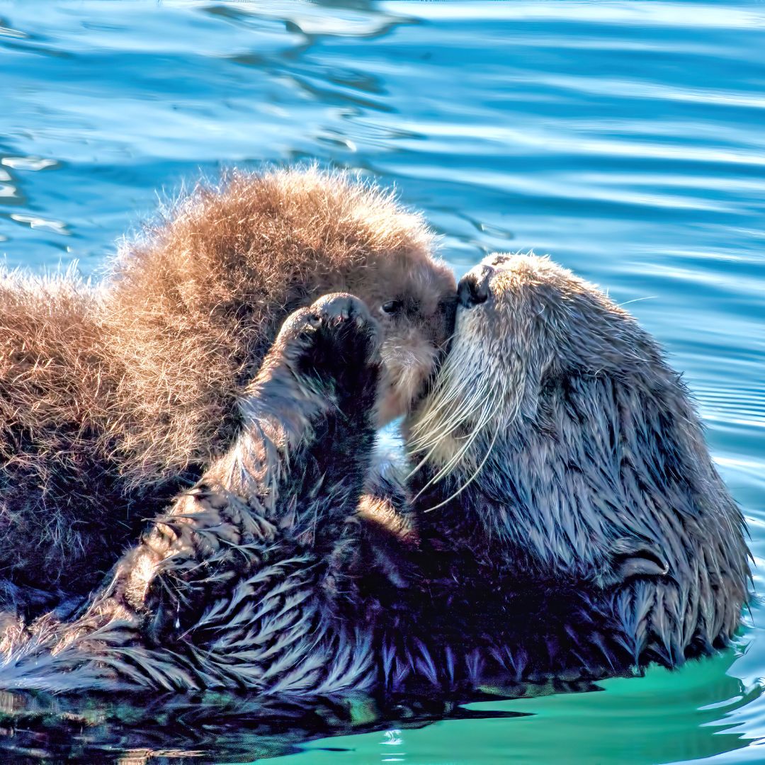 🦦爱牵手手睡觉的海獭，也是顶级贝类杀手； 🦦勤于洗脸洗手的水獭，长年在新加坡上演家族火拼。 水獭亚科包括13个物种，这些宝宝们普遍自带反差萌🐾🌿  它们对水质和栖息地要求很高，这也使其在全球范围内濒危或生存受威胁。 #世界水獭日，我们一起关注#, image size:1080x1080