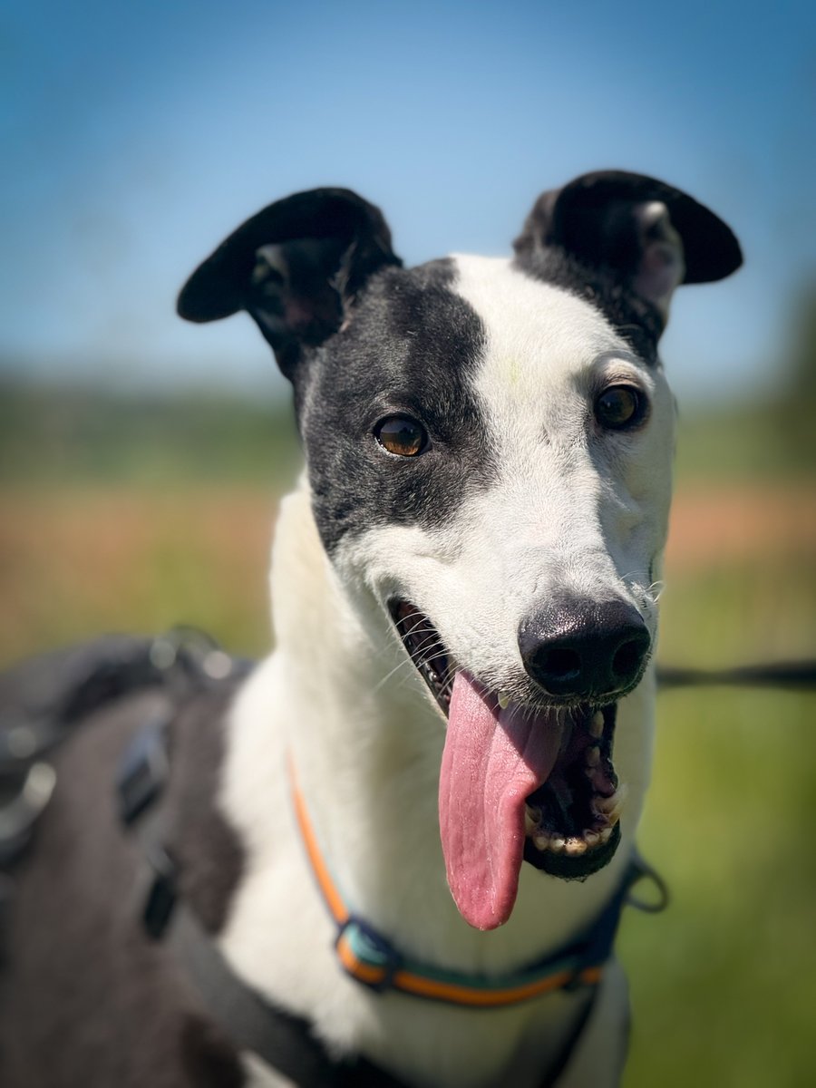 New arrival Chip is already practicing his "aren't I handsome" pose ready for when his profile goes live on our website! ❤️

He's doing a pretty good job of it we think! 👍