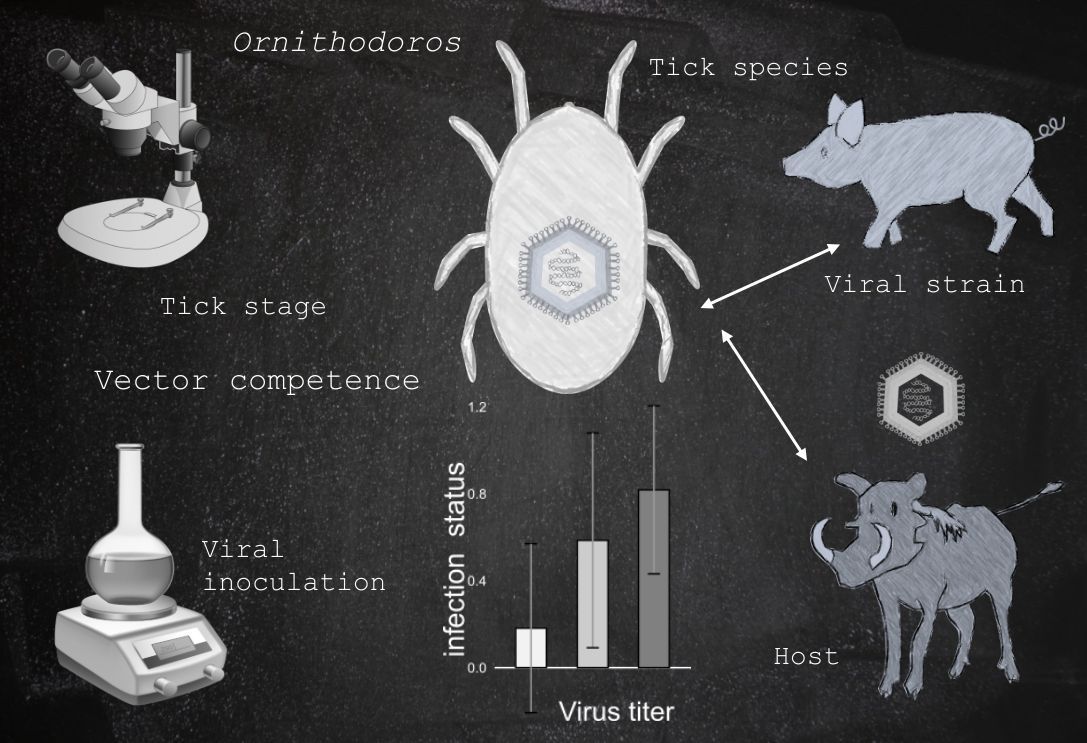 PeerComJournal's tweet image. Now published in Peer Community Journal, #Infections section: Experimental design impacts the vector competence of Ornithodoros ticks for African swine fever virus: a meta-analysis of published evaluations
buff.ly/Vlst1qo