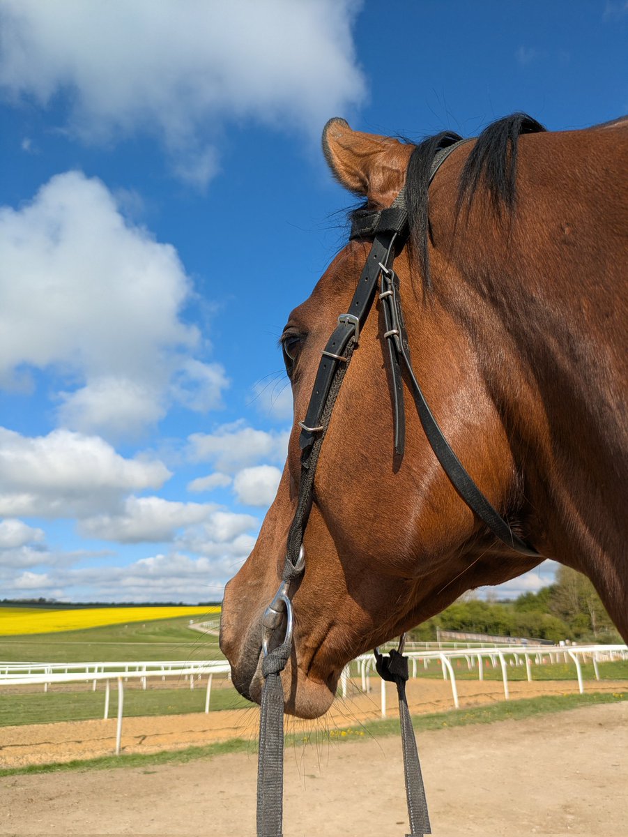 Looking forward to visiting our local <a href="/Beverley_Races/">Beverley Racecourse</a> this week with this pretty lady #VeryClassy. 
Now is the time to get involved with her journey - get in touch &amp; join the fun! 
Good luck to all connections! 🏇🤞🥂