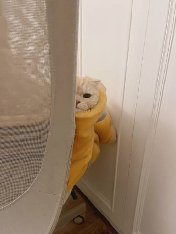 itsSallyOnSol's tweet photo. organic

community

cute cat

$SALLY https://t.co/go1YpiBUwY