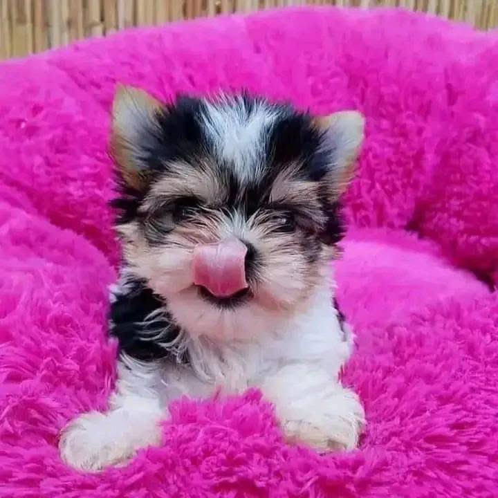 We have puppies for adoption to any loving and caring home They are great puppies for anyone who loves dogs and also they are great with children. I would really love for them to find a great home so they can be with people who love them and will take care of them