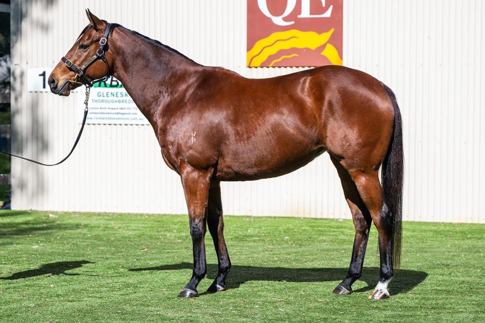 Boomer Bloodstock (@craigrounsefell) on Twitter photo Lot 1002 - Pencilled Out (Savabeel) ✏️
Striking late we secured Pencilled Out, out of Listed winner Scratchy Lass who is from the family of Melbourne Cup winner Viewed. In foal to Shamus Award she was great buying at $50k for <a href="/greenfieldsMV/">Greenfields Lodge</a>. Lot 1002 - Pencilled Out (Savabeel) ✏️
Striking late we secured Pencilled Out, out of Listed winner Scratchy Lass who is from the family of Melbourne Cup winner Viewed. In foal to Shamus Award she was great buying at $50k for <a href="/greenfieldsMV/">Greenfields Lodge</a>.