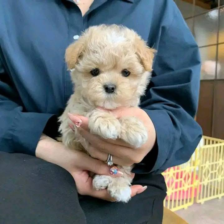 Hello everyone I am looking forward to rehoming my  Puppies
Reason being that I am moving to a new apartment and it doesn't support pets or animals that's why I'm looking for a caring home for it 
Message me if interested