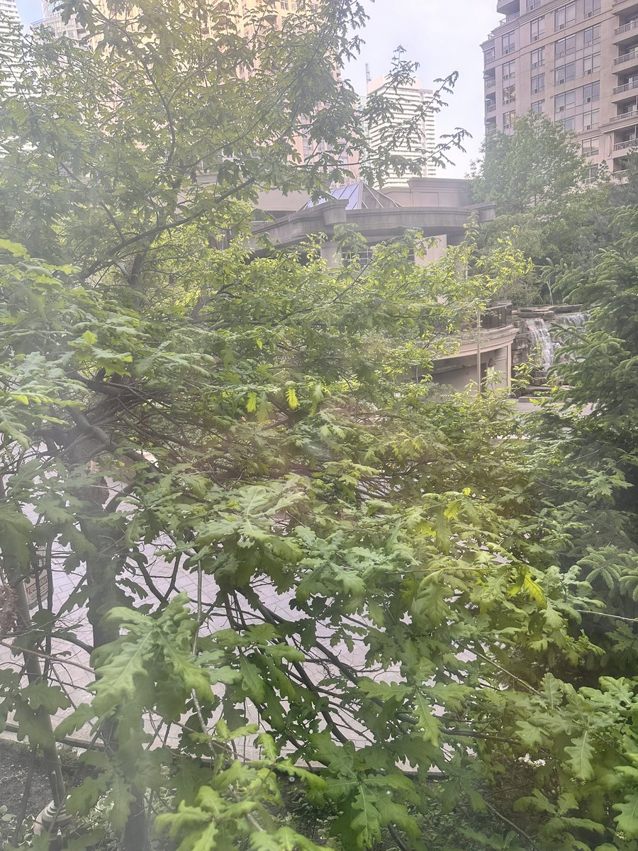 Day 3 Why I rise: 
Sunrise Challenge. Let’s Go Intuit ! May is Mental Health Awareness Month 

Mental health is not just the absence of mental illness. It's emotional, physical, and social well-being." - Meghan McCain
#CAMHSunriseChallenge
#intuit 
#intuitcanada