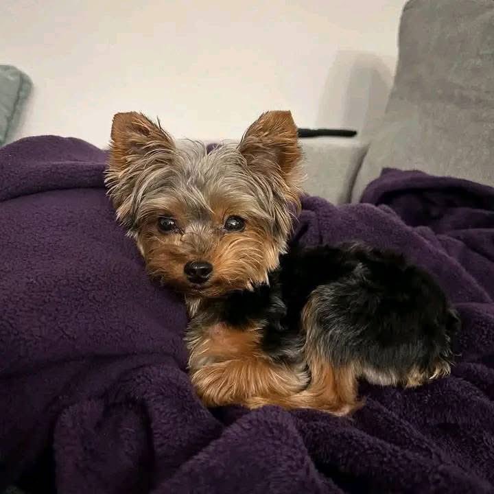 Hi my name is Fiona. When I am asleep I turn over on my back and wait for the tummy rubs. I wiggle my tail and leg when I sleep because I am so cute! I am looking forward to coming home to the perfect best friend. I will be up to date with all my vaccines and trips to the puppy
