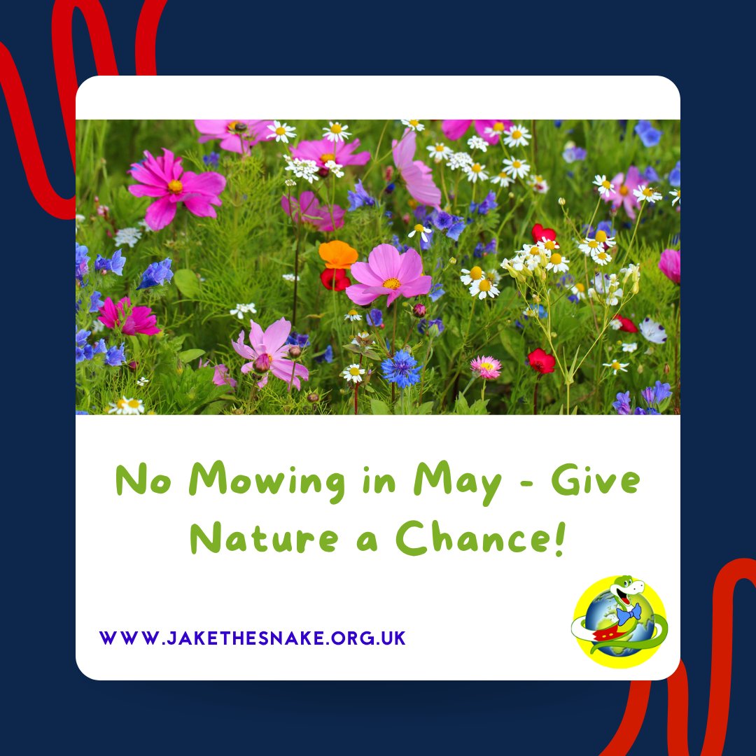 This May, sssskip the lawn mower and let wildflowers grow! Giving your grass a break helps bees, butterflies, and birds thrive. Even a few dandelions can make a big difference! 🐍 Jake x

jakethesnake.org.uk

#NoMowMay #EcoWarrior #SaveTheBees #SaveThePlanet #Wildflowers #Bee