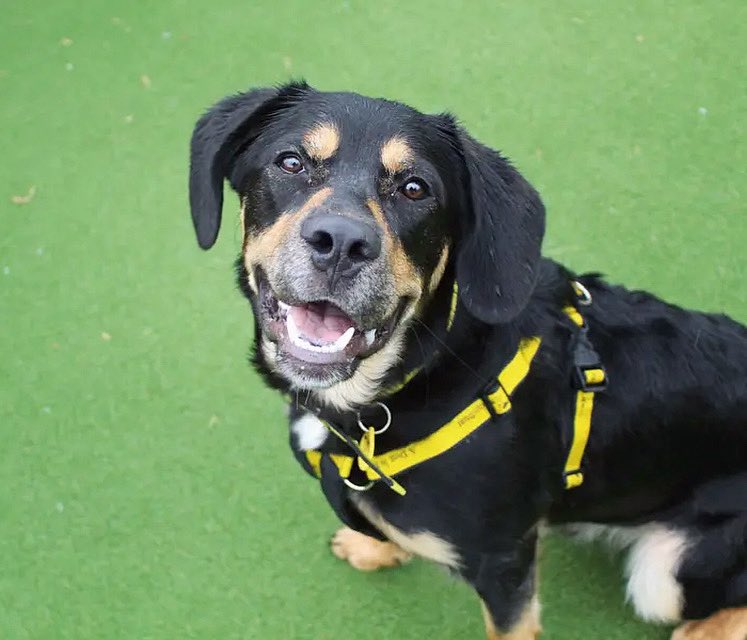 Say cheeeeese! 😁🧀

Logan is just 9 months old, but can you guess what breeds he is a mix of? He loves playtime and socialising and he’d love an active family who can continue his training 🥰💛
