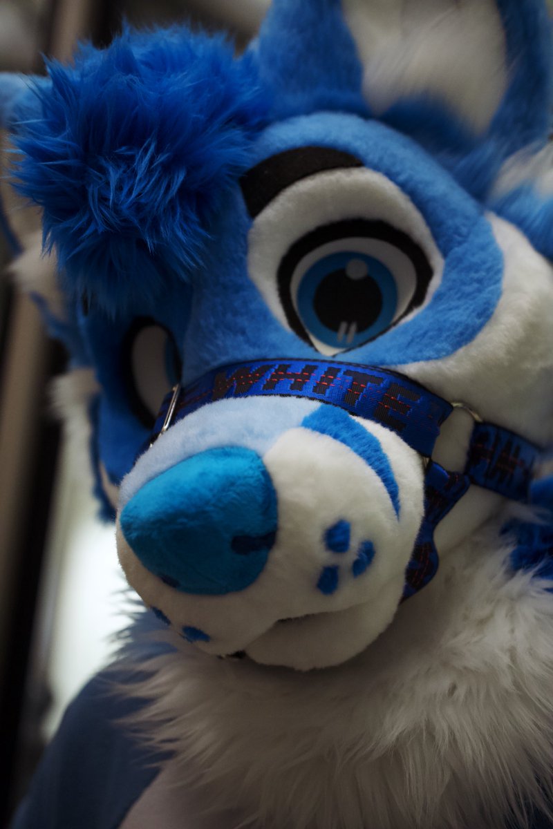 POV: You were talking about Pokémon cards and a blue fox overheard you

Blue dork: <a href="/northernbluefox/">North</a>