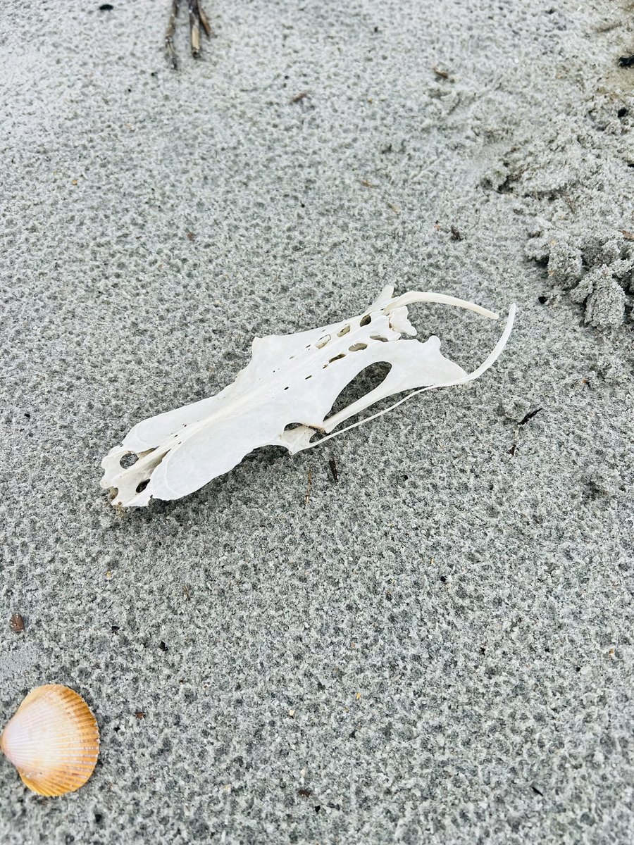 😎I found this on the beach. What creature does this belong to?