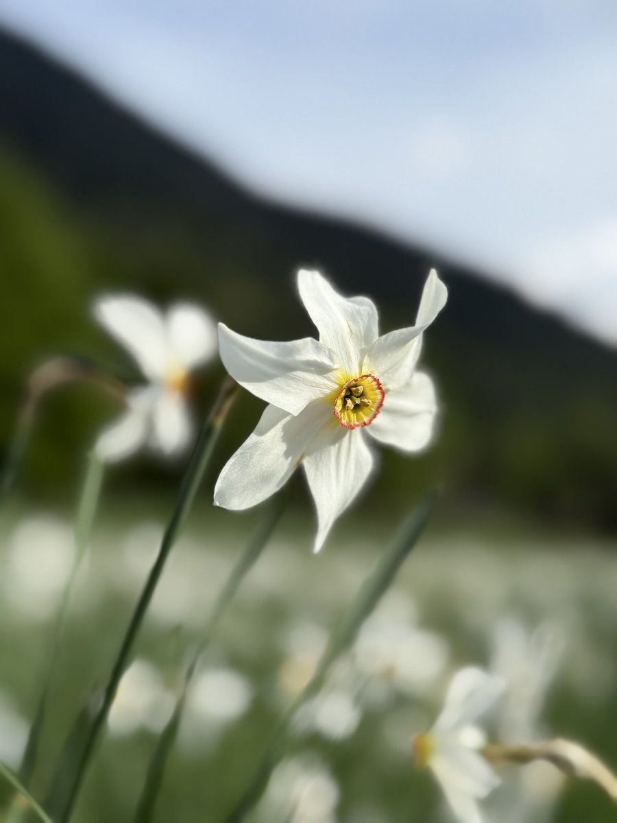 “Narcissus poeticus”