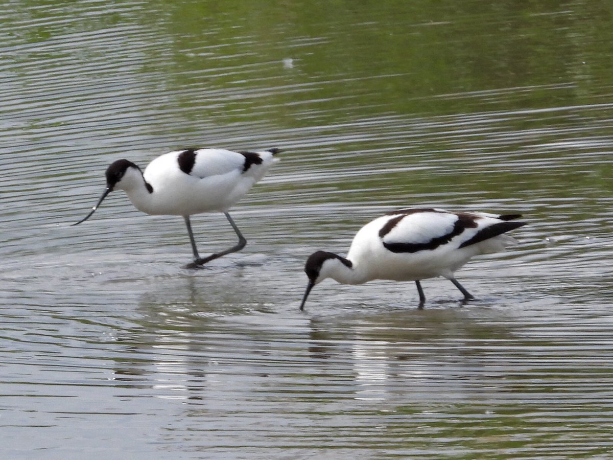 alanbodd's tweet image. Perfect timing this afternoon as two Avocets dropped onto Teal Pool at #BrandonMarsh @WKWT , the 1st here this year.