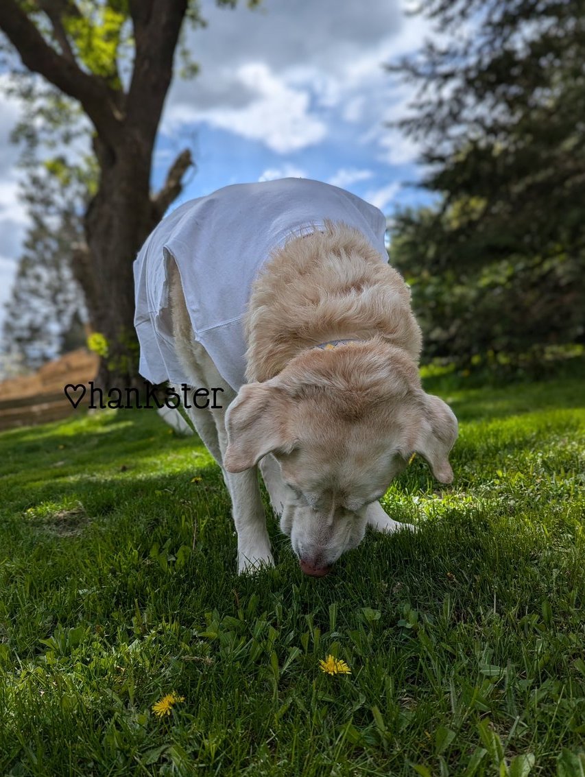 Doo doo dee dum.. 🌾⛅🌱🌼🐽✨🌱🤭🤭💚