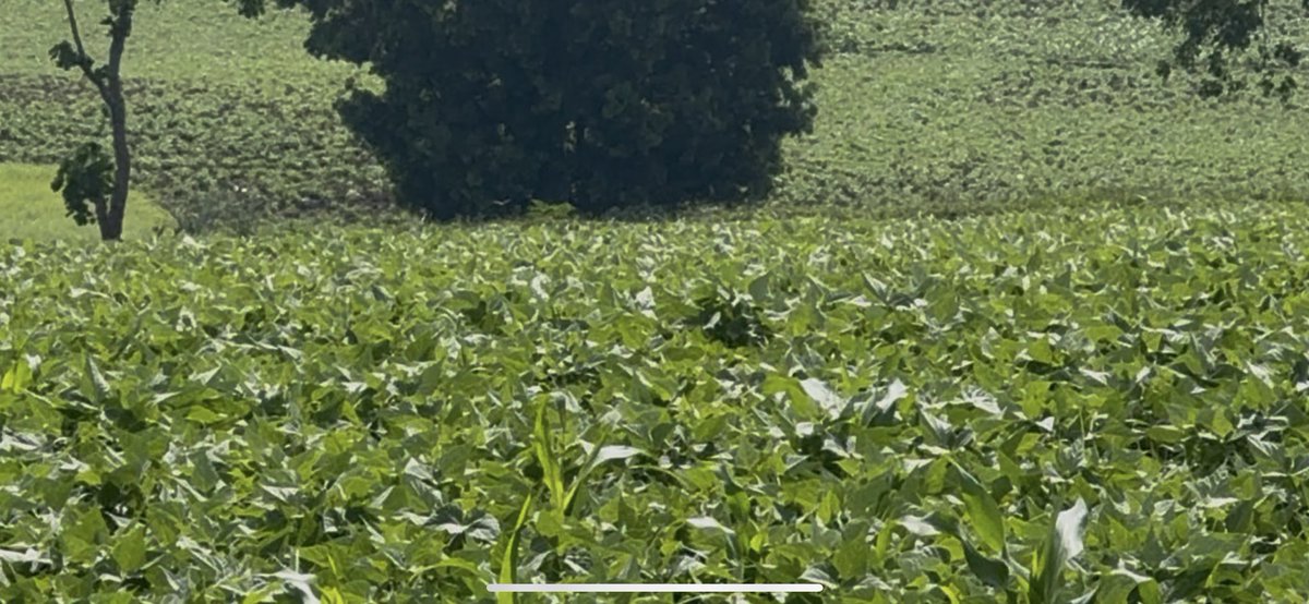 Funded by FOLU Ethiopia, SAA engaged 104 farmers in wheat-haricot bean production under Farmers’ Learning Production Clusters (#FLPCs) expanded from last year’s intervention that involved 50 farmers, who cultivated wheat on ~12.5 ha by employing regenerative farming systems.